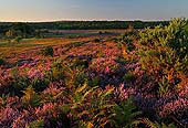 Evening Light at Markway Hill image ref 280