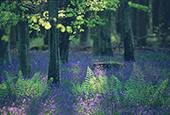 Bluebells and ferns
image ref 158