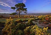 Gorse at Bratley View
image ref 195