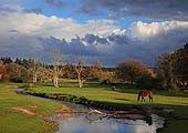 Grazing Pony by Mill Lawn Brook
image ref 282