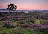 Bell Heather on Hasley Hill
image ref 231