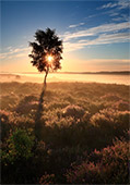 Sunrise over Ibsley Common
image ref 350