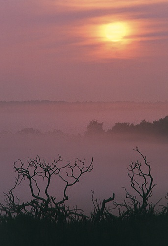 Burnt Gorse
image ref 21 New Forest Landscapes : Burnt Gorse