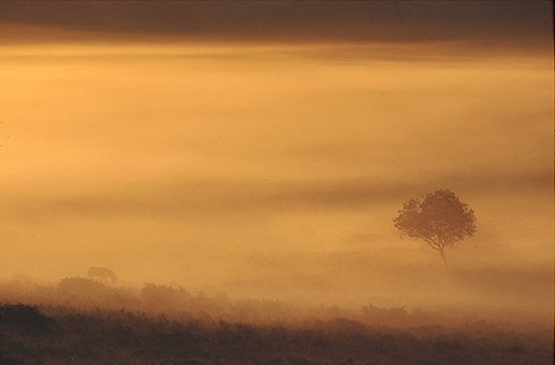 Misty Valley
image ref 24 New Forest Landscapes : Misty Valley