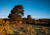 Ponies near Culverley
image ref 378 Ponies near Culverley
image ref 378