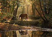 Grazing Pony by Highland Water
image ref 198