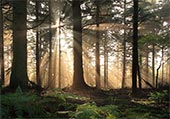 Sunrays in Bolderwood
image ref 305