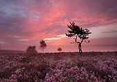Sunrise at Ibsley Common
image ref 359 Sunrise at Ibsley Common
image ref 359