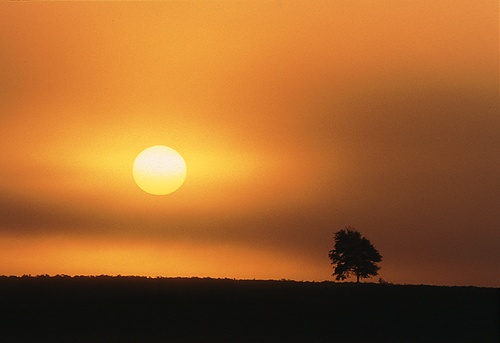 Lone Tree at Sunrise
image ref 61 New Forest Landscapes : Lone Tree at Sunrise