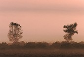 Two Trees image ref 20