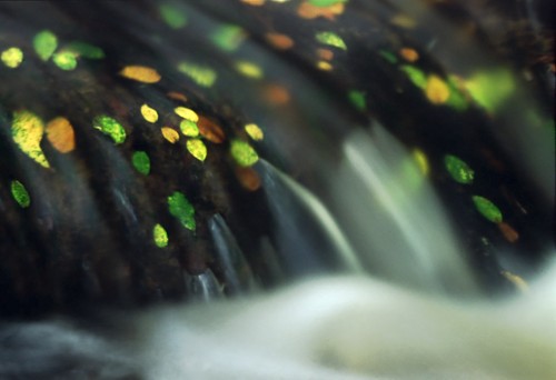 Detail of a small Waterfall on a New Forest Stream
image ref 191 New Forest Landscapes : Detail of a small Waterfall on a New Forest Stream