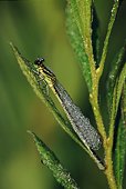 Dew-covered Azure Damselfly (Coenagrion puella)
image ref 71 Dew-covered Azure Damselfly (Coenagrion puella)
image ref 71