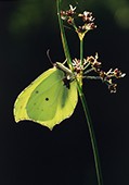 Back-lit Brimstone
image ref 156 Back-lit Brimstone
image ref 156