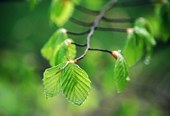 Spring Beech Leaves (Fagus sylvatica)
image ref 99 Spring Beech Leaves (Fagus sylvatica)
image ref 99