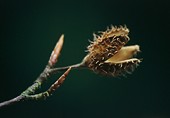 Beech Nut Case and Buds
image ref 124 Beech Nut Case and Buds
image ref 124