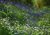 Bluebells and Stitchwort at Exbury
image ref 310 Bluebells and Stitchwort at Exbury
image ref 310