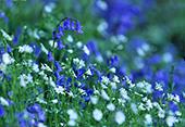 Bluebells and Stitchwort
image ref 153 Bluebells and Stitchwort
image ref 153