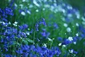Bluebells and Greater Stitchwort
image ref 154 Bluebells and Greater Stitchwort
image ref 154