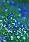 Bluebells and Greater Stitchwort
image ref 155 Bluebells and Greater Stitchwort
image ref 155