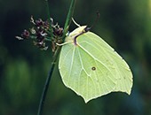 Brimstone butterfly (Gonepteryx rhamni)
image ref 157 Brimstone butterfly (Gonepteryx rhamni)
image ref 157