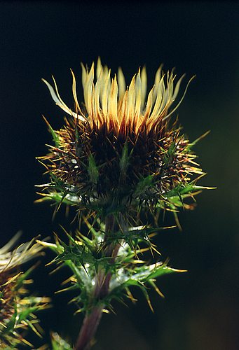 Carline Thistle (Carlina vulgaris)
image ref 25 Nature in the New Forest : Carline Thistle (Carlina vulgaris)