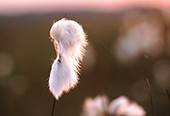 Cotton Grass (Eriophorum angustifolium)
image ref 160 Cotton Grass (Eriophorum angustifolium)
image ref 160