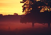 Red Deer at Dawn
image ref 6 Red Deer at Dawn
image ref 6