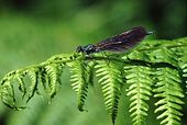 Beautiful Demoiselle (Calopteryx virgo)
image ref 74 Beautiful Demoiselle (Calopteryx virgo)
image ref 74