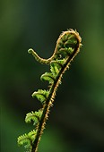 Unfurling Male Fern (Dryopteris filix-mas)
image ref 93 Unfurling Male Fern (Dryopteris filix-mas)
image ref 93