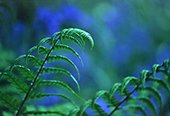 Fern fronds and bluebells
image ref 159 Fern fronds and bluebells
image ref 159