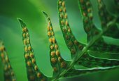 Common Polypody Spores (Polypodium vulgare)
image ref 92 Common Polypody Spores (Polypodium vulgare)
image ref 92