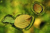 Floating Beech Leaves
image ref 75 Floating Beech Leaves
image ref 75