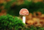 Fly Agaric (Amanita muscaria)
image ref 82 Fly Agaric (Amanita muscaria)
image ref 82