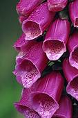 Foxgloves in the Rain (Digitalis purpurea)
image ref 94 Foxgloves in the Rain (Digitalis purpurea)
image ref 94
