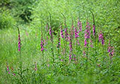 Foxgloves in Pondhead Inclosure
image ref 357 Foxgloves in Pondhead Inclosure
image ref 357