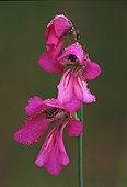 Raindrops on Wild Gladiolus (Gladiolus illyricus)
image ref 54 Raindrops on Wild Gladiolus (Gladiolus illyricus)
image ref 54