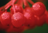 Dew on Guelder Rose Berries
image ref 76 Dew on Guelder Rose Berries
image ref 76