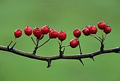 Hawthorn Berries (Crategus monogyna)
image ref 9 Hawthorn Berries (Crategus monogyna)
image ref 9