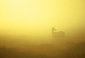 Red Deer Hind in the mist
image ref 26 Red Deer Hind in the mist
image ref 26