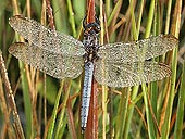 Keeled Skimmer (Orthetrum coerulescens)
image ref 248 Keeled Skimmer (Orthetrum coerulescens)
image ref 248