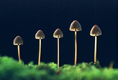 Mycena Fungi
image ref 80 Mycena Fungi
image ref 80
