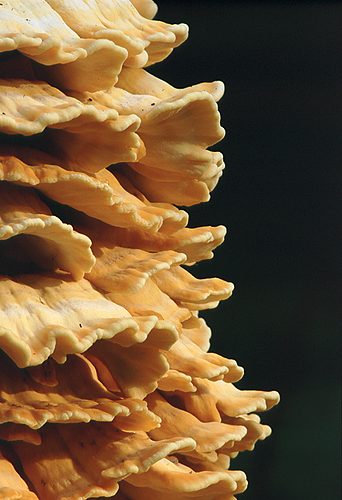 Sulphur Polypore (Laetiporus sulphureus)
image ref 126 Nature in the New Forest : Sulphur Polypore (Laetiporus sulphureus)