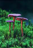 Cortinarius puniceus
image ref 16 Cortinarius puniceus
image ref 16