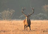 Red Deer Stag in the Frost
image ref 321 Red Deer Stag in the Frost
image ref 321