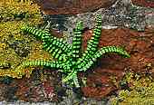 Maidenhair Spleenwort (Asplenium trichomanes)
image ref 35 Maidenhair Spleenwort (Asplenium trichomanes)
image ref 35