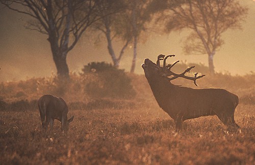 Red Deer Stag and Hind (Cervus elaphus)
image ref 91 Nature in the New Forest : Red Deer Stag and Hind (Cervus elaphus)