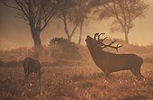 Red Deer Stag and Hind (Cervus elaphus)
image ref 91 Red Deer Stag and Hind (Cervus elaphus)
image ref 91