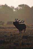 Bellowing Red Deer Stag (Cervus elaphus)
image ref 59 Bellowing Red Deer Stag (Cervus elaphus)
image ref 59