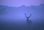 Red Deer Stag before Dawn (Cervus elaphus)
image ref 60 Red Deer Stag before Dawn (Cervus elaphus)
image ref 60