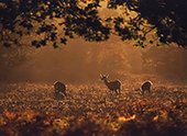 Red deer hinds in evening light
image ref 164 Red deer hinds in evening light
image ref 164